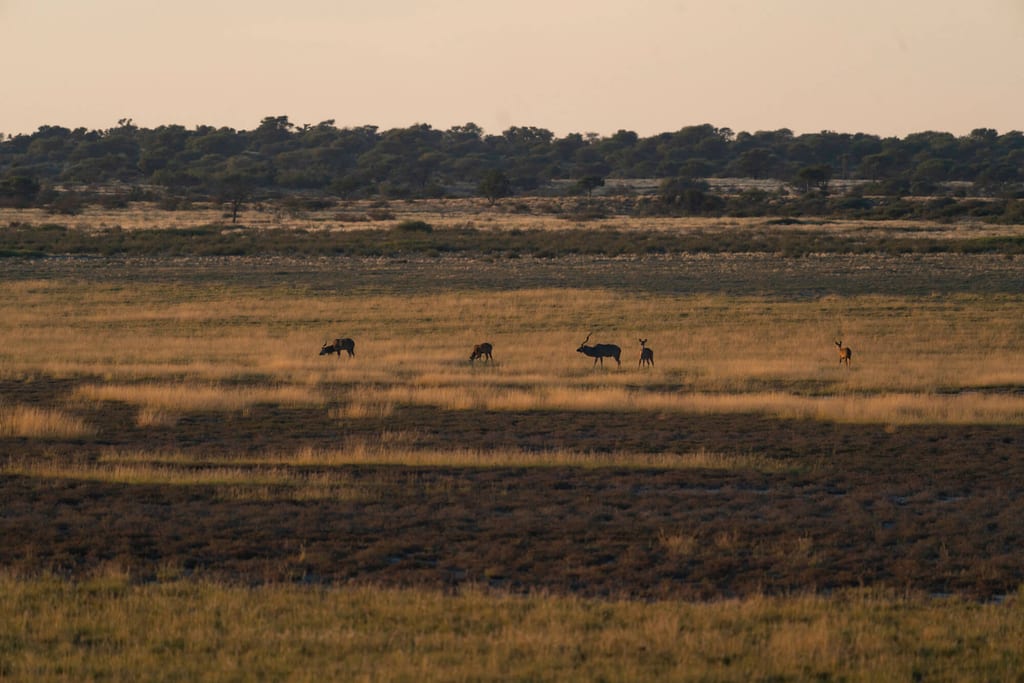 Fünf Antilopen in weiter Graslandschaft im warmen Abendlicht, Baumlinie am fernen Horizont.
