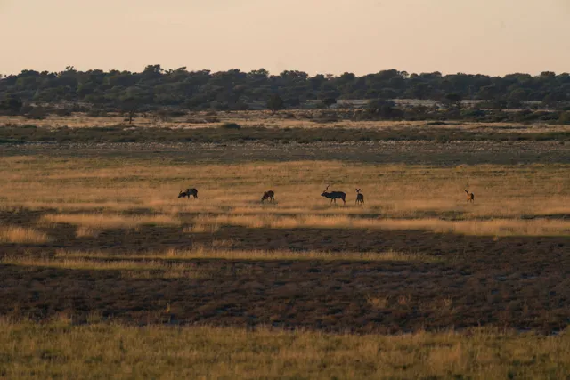 Fünf Antilopen in weiter Graslandschaft im warmen Abendlicht, Baumlinie am fernen Horizont.