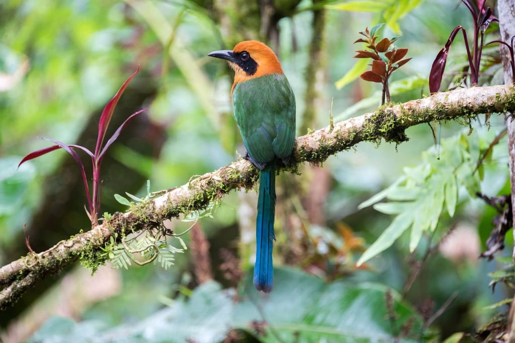 Zimtbrustmotmot auf moosigem Ast, seitliche Ansicht mit langem blauem Schwanz und orangebraunem Kopf.