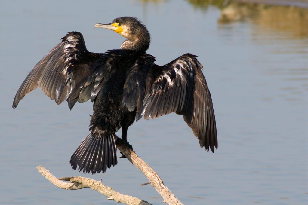 Kormoran auf Ast breitet die Flügel über ruhigem Wasser zum Trocknen aus.