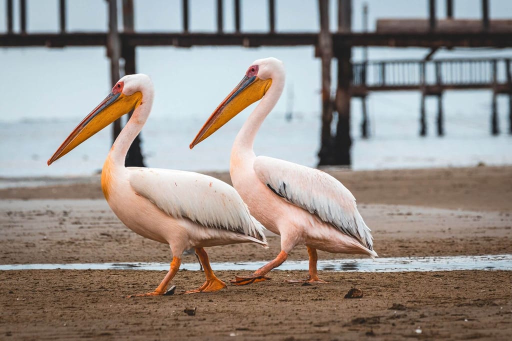 Zwei Rosapelikane laufen am schlammigen Strand vor einem Pier.
