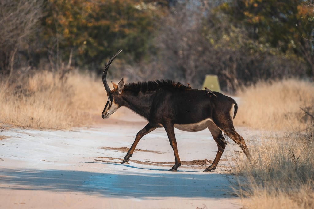 Antilope quert sandige Piste in trockener Graslandschaft, seitliche Ansicht, spätes Nachmittagslicht.