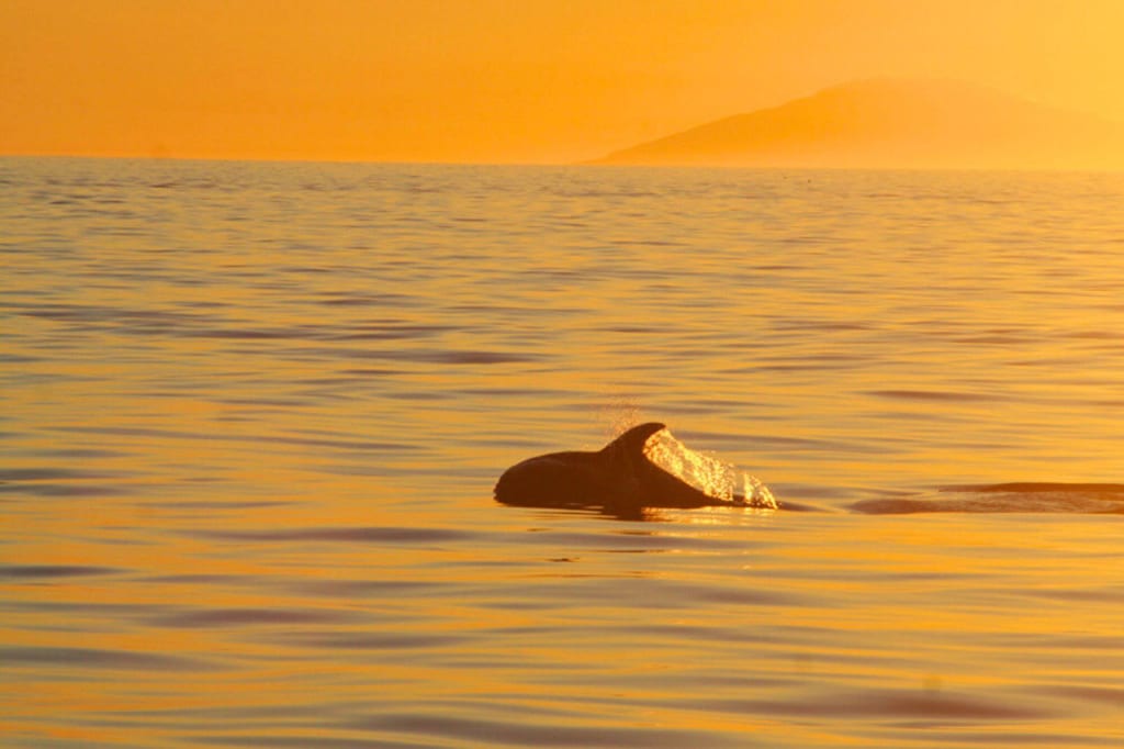 Walrücken mit gehobener Fluke im goldenen Licht eines Sonnenuntergangs über ruhigem Meer