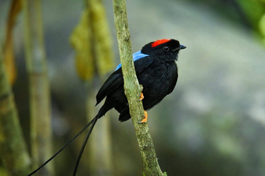 Langschwanzpipras-Männchen mit roter Stirn und langen Schwanzfedern auf Ast im Waldboden.