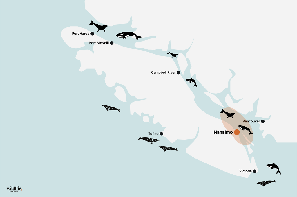 Whale Watching vor Nanaimo