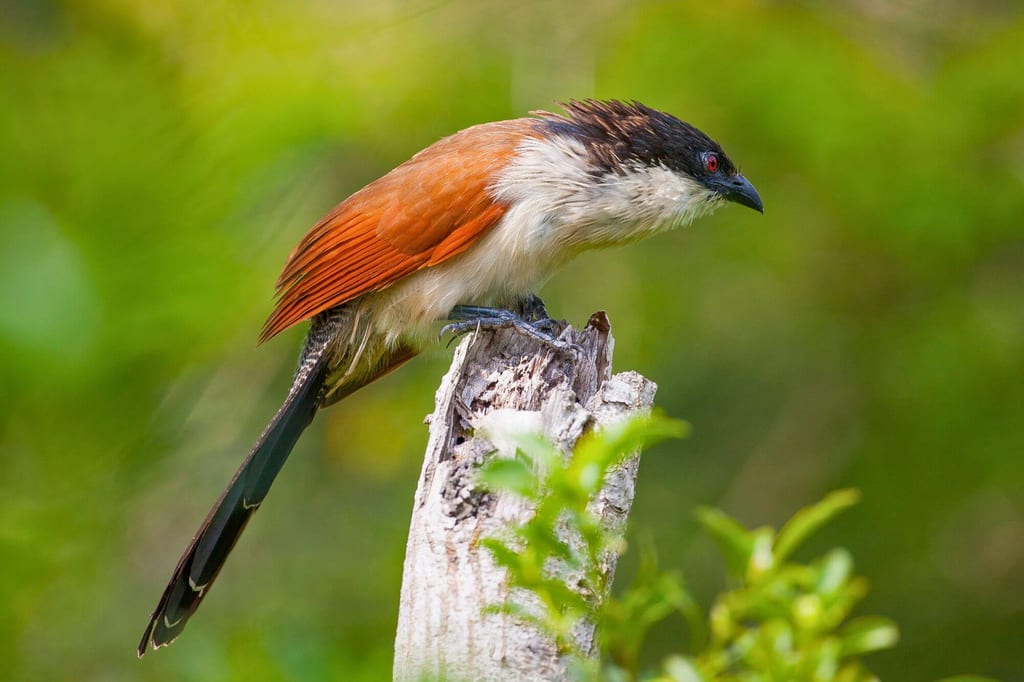 Burchell's coucals sitzt seitlich auf einem Aststumpf vor unscharf grünem Hintergrund.