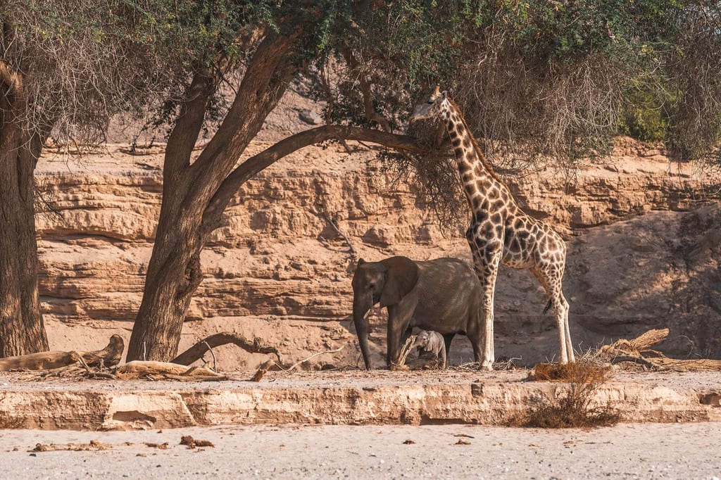 Die Trockenflüsse im Damaraland sind Heimat für viele Tierarten