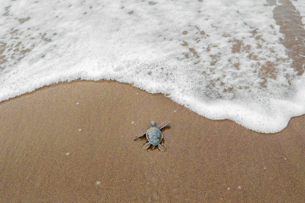 Schildkrötenjunges kriecht über nassen Sand Richtung Meer, Wellen mit Schaum im Vordergrund.