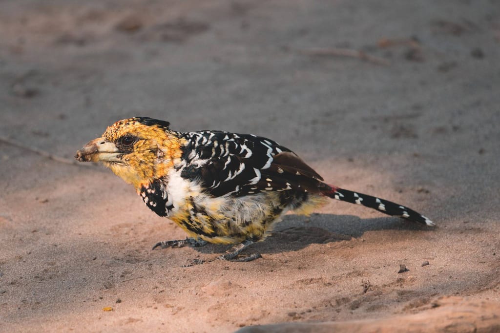 Haubenbartvogel seitlich auf sandigem Boden mit gelb-schwarz-weißem Gefieder und verschmutztem Schnabel.