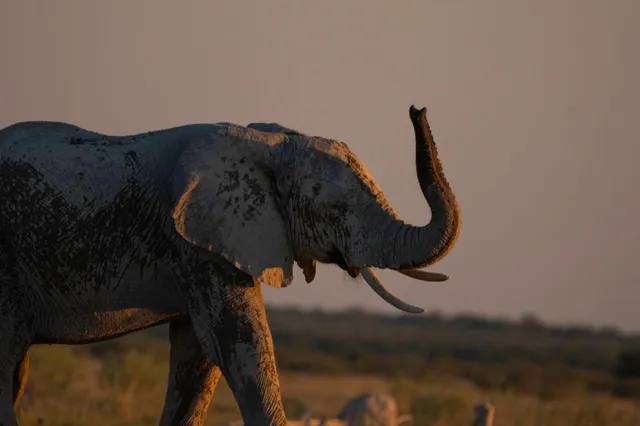Ein Elefant mit erhobenem Rüssel in der Savanne bei warmem Abendlicht.