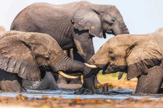 Mehrere Elefanten an einer Wasserstelle, zwei Jungtiere berühren sich mit den Rüsseln.
