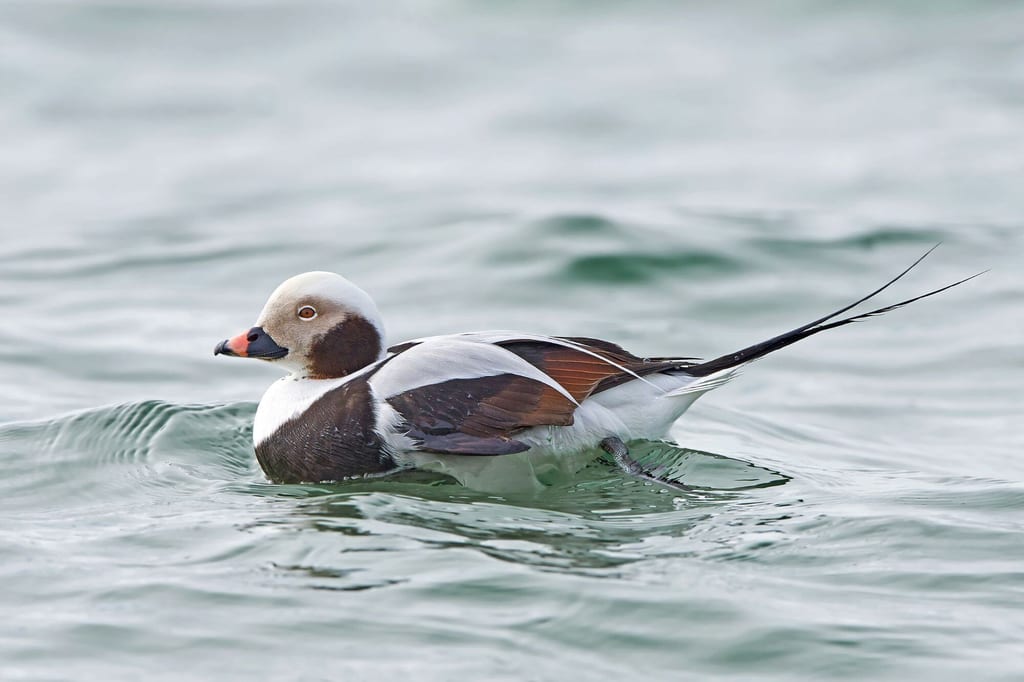 Eisenten schwimmt seitlich auf leicht welligem Meerwasser, Nahaufnahme mit sichtbaren langen Schwanzfedern.