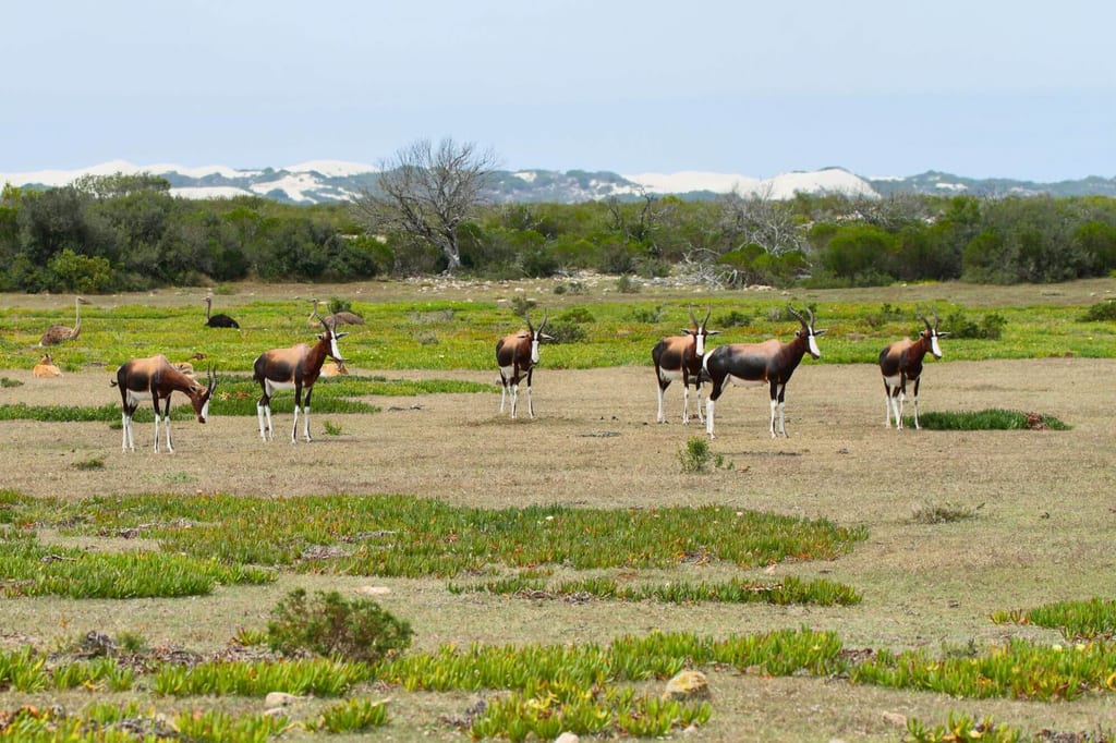 Sieben Antilopen grasen auf offener Graslandschaft, im Hintergrund laufen mehrere Laufvögel vor Dünen.