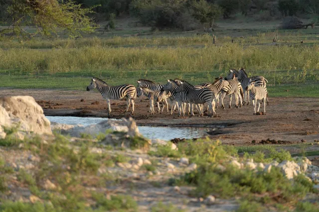 Herde pferdeähnlicher Tiere an einer Wasserstelle in der Savanne bei Abendlicht.