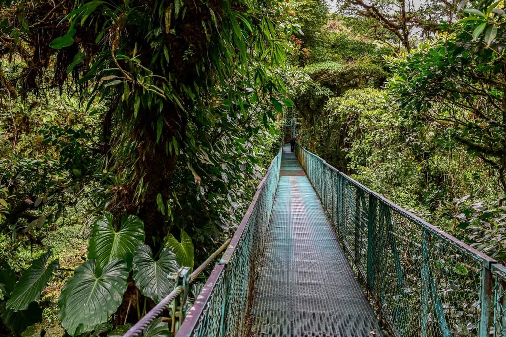 Stahlhängebrücke führt durch dichten, grünen Regenwald mit moosbewachsenen Bäumen und großen Blättern.