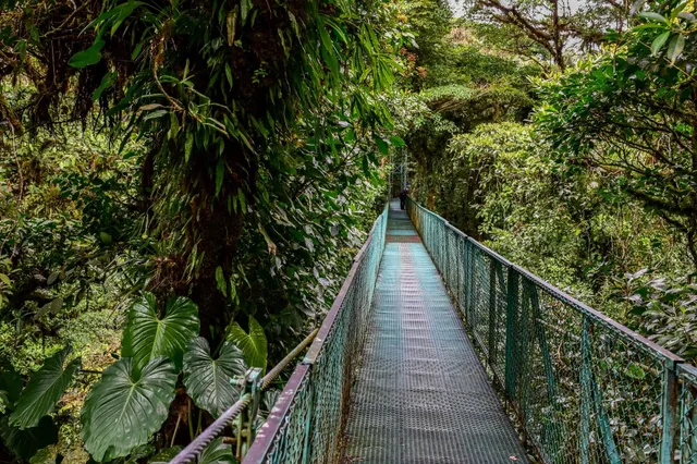 Stahlhängebrücke führt durch dichten, grünen Regenwald mit moosbewachsenen Bäumen und großen Blättern.