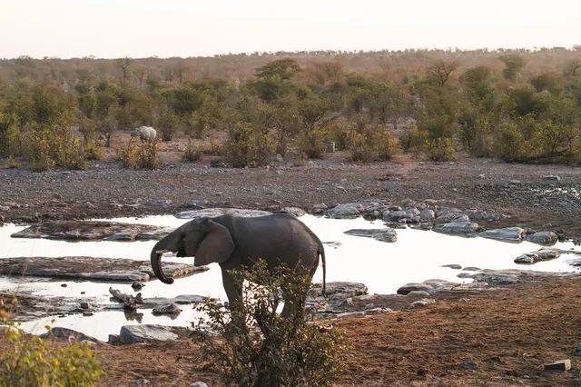 Ein Elefant am Wasserufer in der Savanne bei warmem Abendlicht.