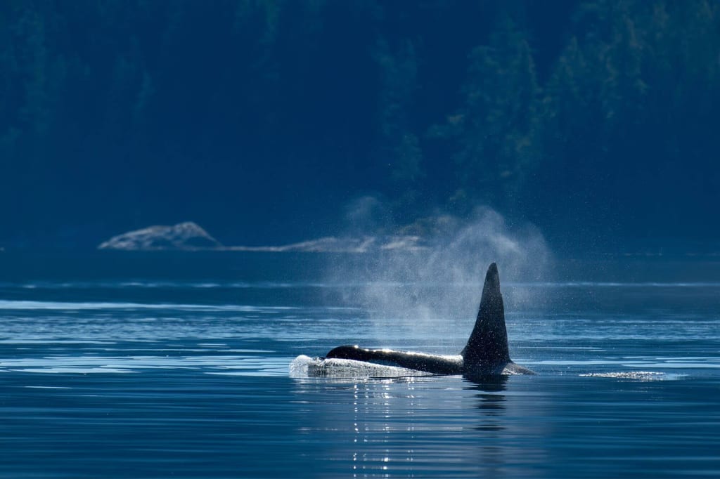 Vancouver Island Sehenswürdigkeiten