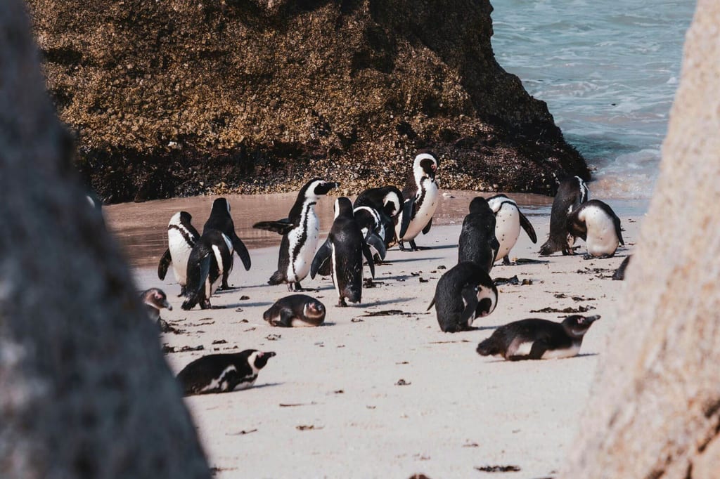 Gruppe von Pinguinen am sandigen Felsenstrand bei hellem Tageslicht.