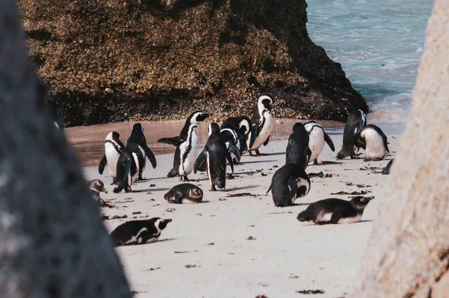 Gruppe von Pinguinen am sandigen Felsenstrand bei hellem Tageslicht.