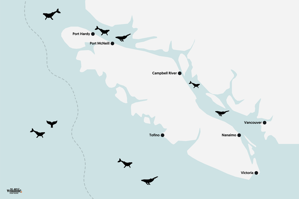 Buckelwale vor Vancouver Island auf Karte