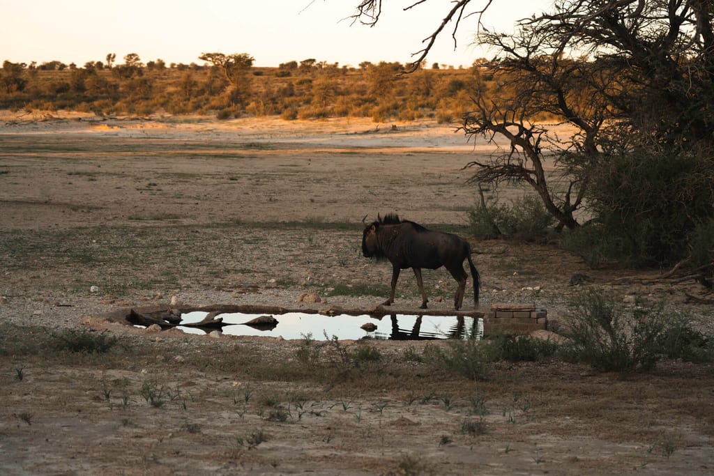Antilope an einer kleinen Wasserstelle in trockener Savanne im warmen Abendlicht.