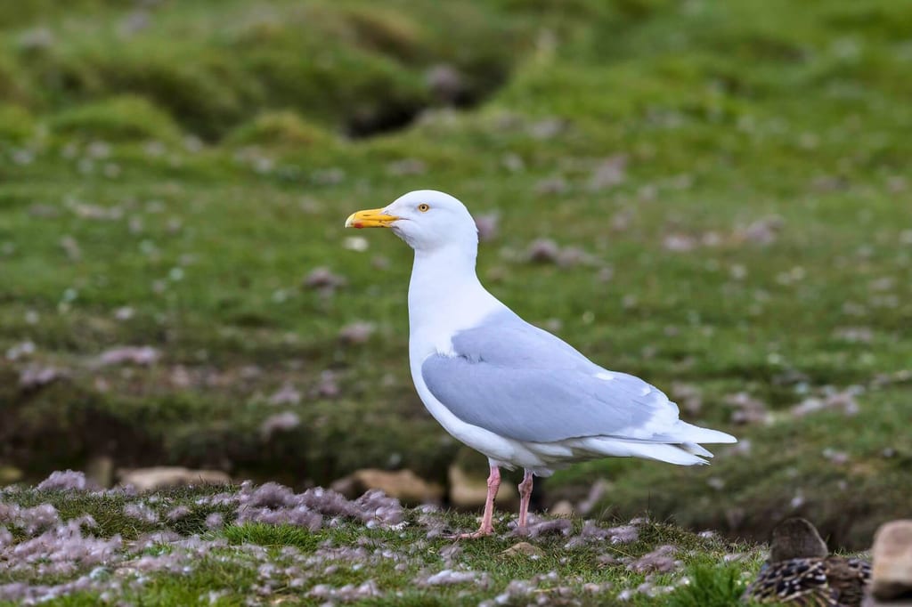 Seitliche Aufnahme einer einzelnen Eismöwe auf moorigem Grasboden im diffusen Tageslicht.