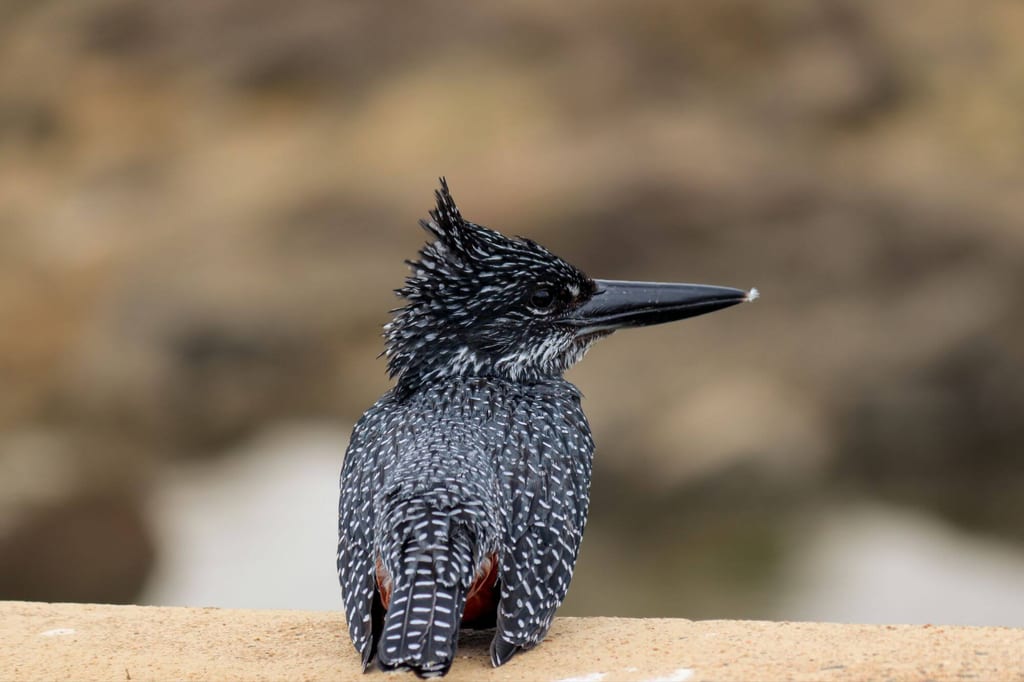 Nahaufnahme eines sitzenden Vogels mit gespiegelt schwarz-weißem Gefieder und aufgestelltem Kamm.