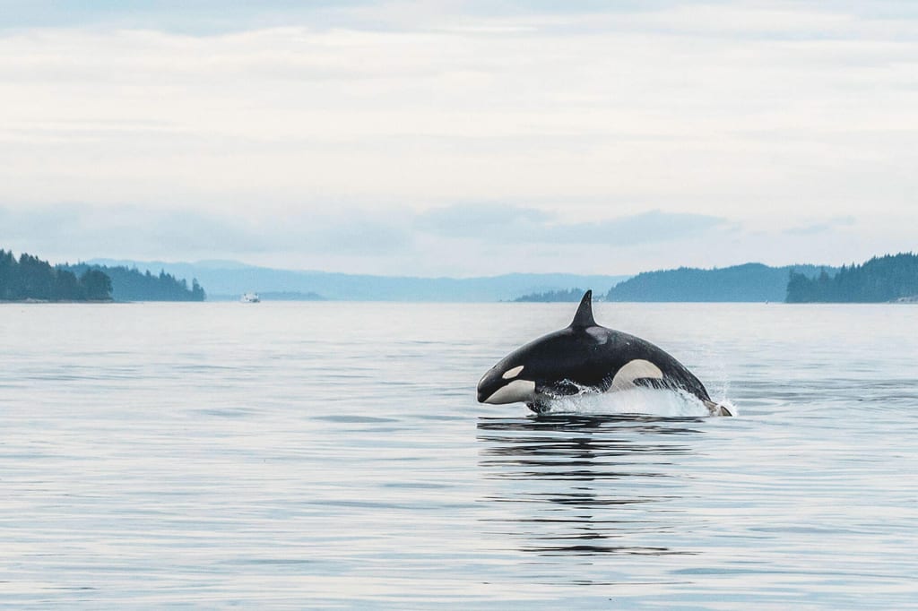 Ein Orca springt aus ruhigem Meer, im Hintergrund Inseln und bewölkter Himmel.