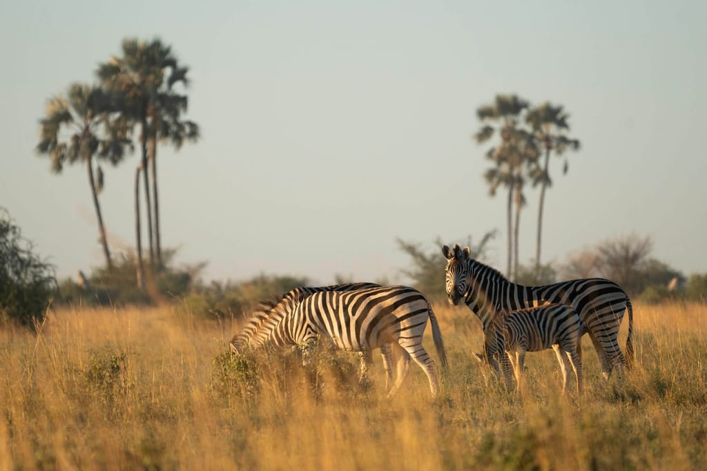 Drei pferdeartige Tiere grasen im goldenen Licht auf offener Grassteppe vor Palmen.