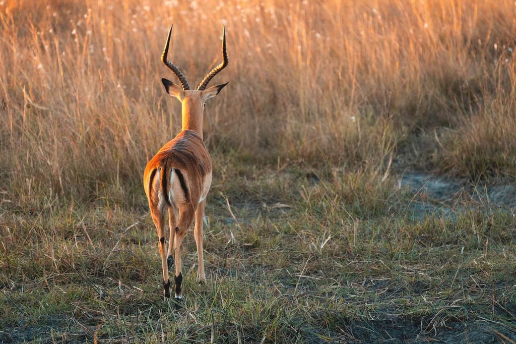 Schwarzfersenantilope von hinten läuft durch trockenes Savannengras im warmen Abendlicht.