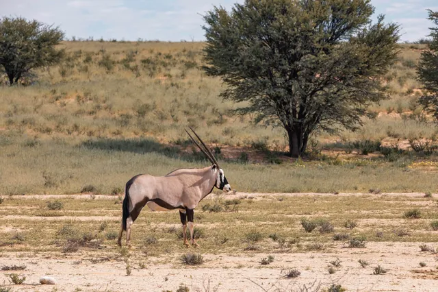 Einzelne Antilope in halbtrockener Savannenlandschaft bei hellem Tageslicht