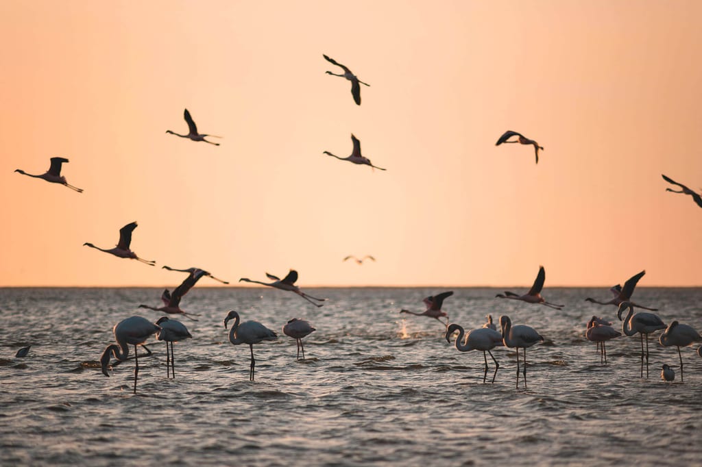 Flamingos sind vom Ökosystem abhängig