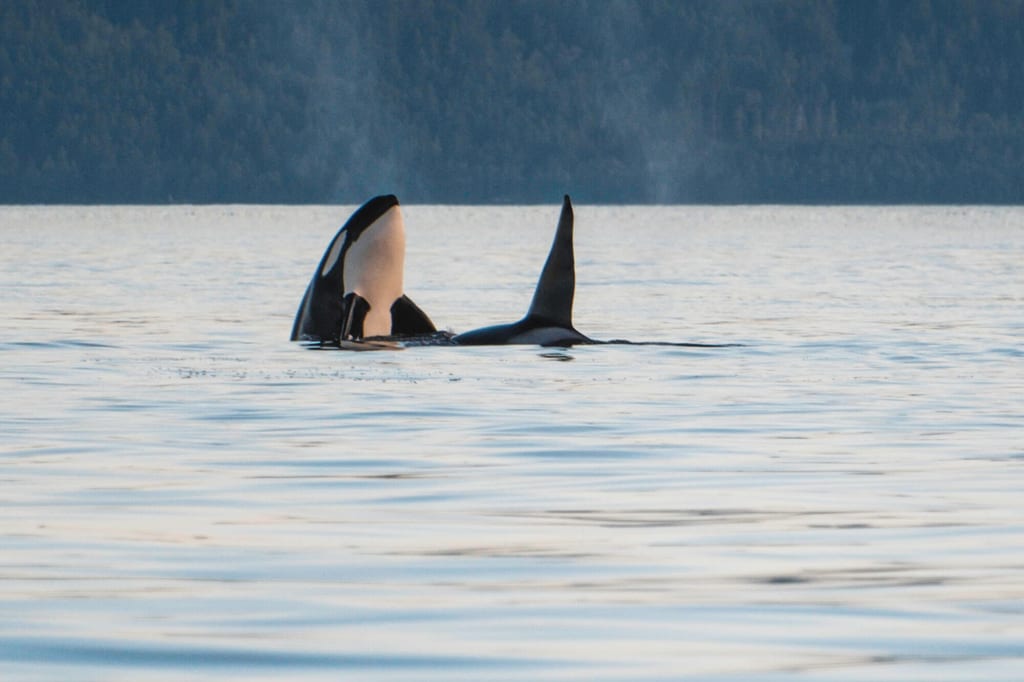 Zwei Orcas vor Vancouver Island