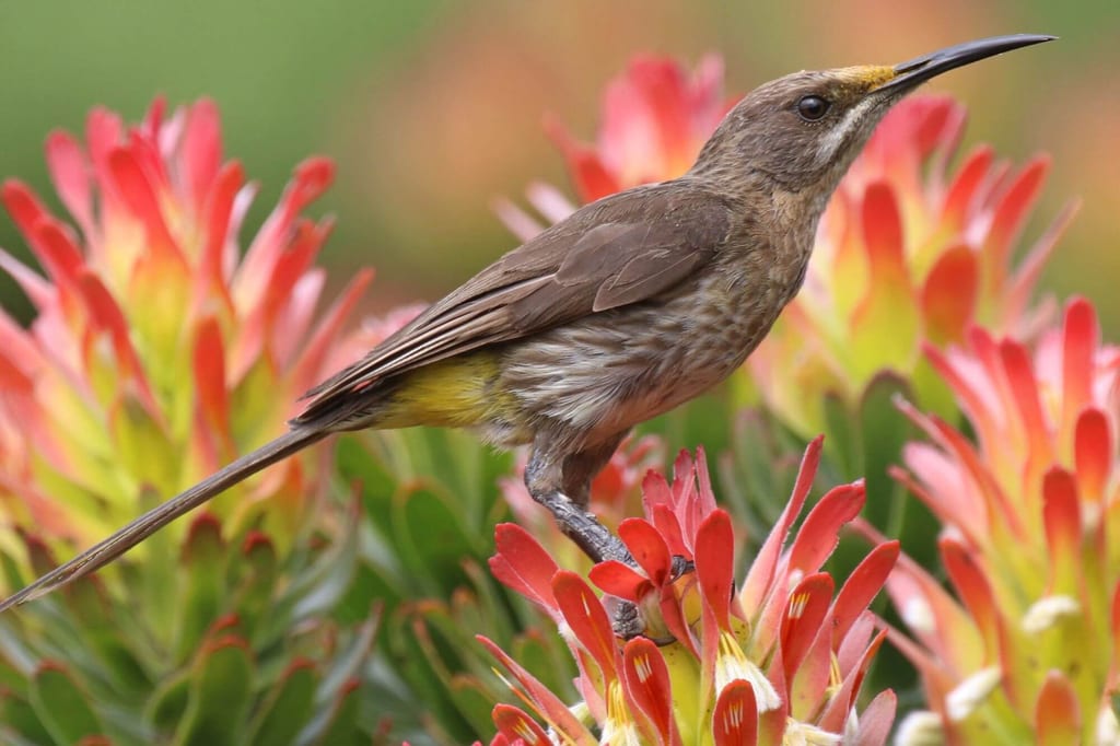 Ein Vogel sitzt auf roten Blüten, Seitenprofil, scharfes Gefieder vor unscharfem grünen Hintergrund.