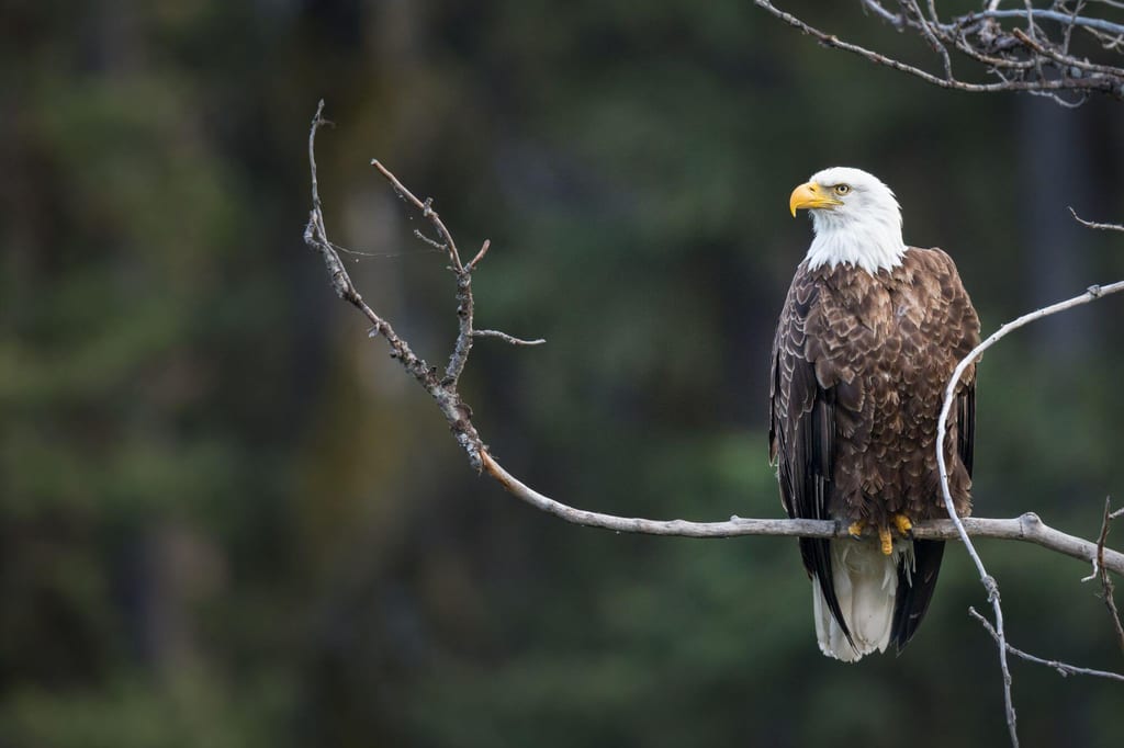Vancouver Weißkopfseeadler