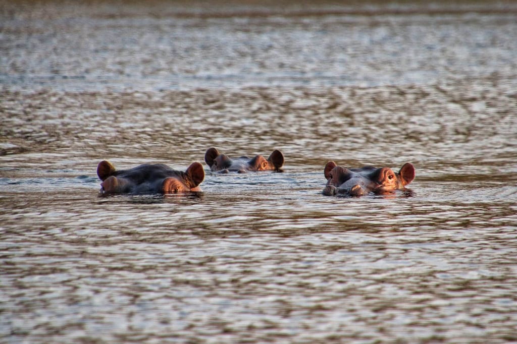 Drei Flusspferde schauen halb im Wasser aus der ruhigen, goldenen Abenddämmerung.