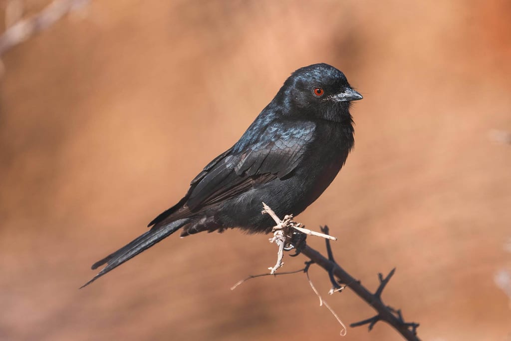 Trauerdrongo sitzt seitlich auf trockenem Zweig, schwarzes Gefieder und rotes Auge vor warmem Hintergrund.