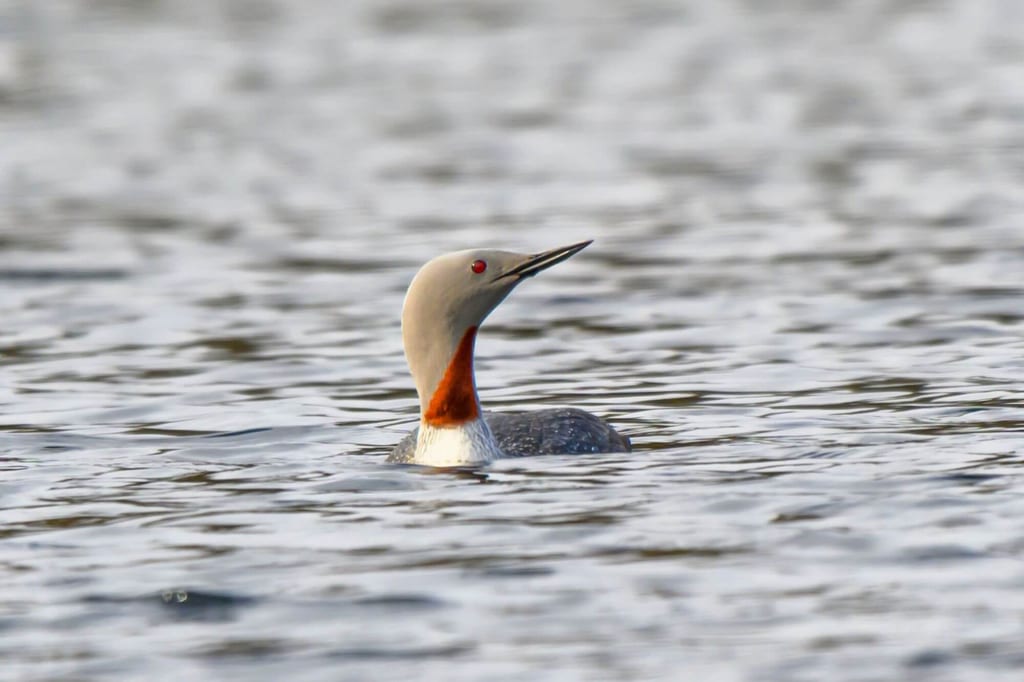 Ein Sterntaucher mit roter Kehle schwimmt auf ruhigem Wasser, Seitenansicht auf Augenhöhe.