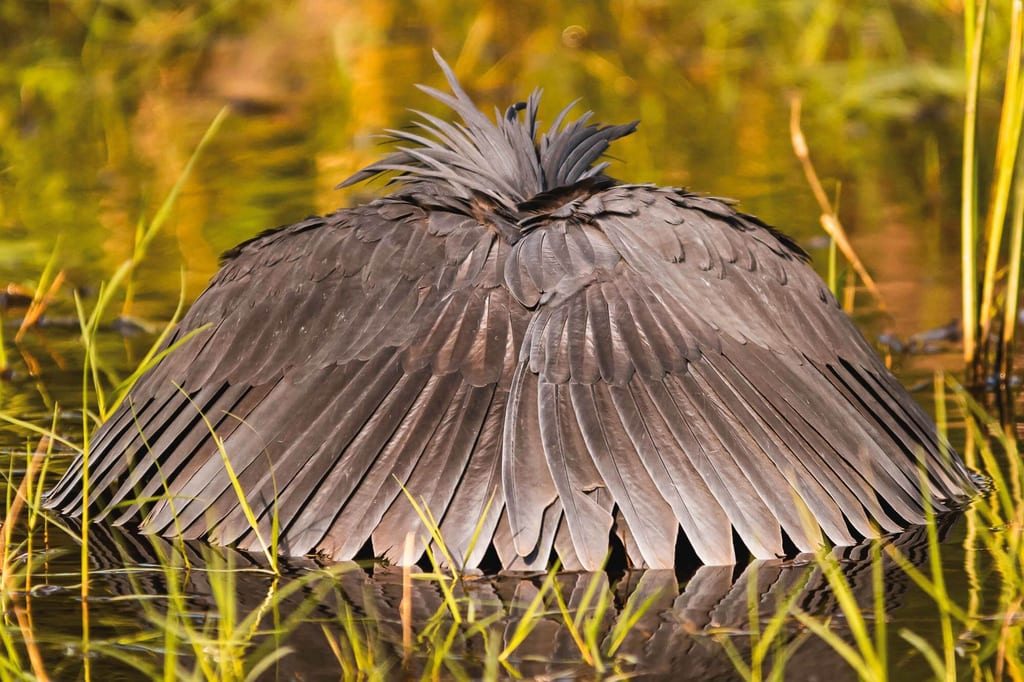 Nahaufnahme eines Wasservogels von hinten mit ausgebreiteten Flügeln im flachen Wasser.