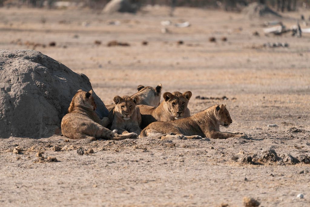 Unsere ersten Löwen im Etosha - wir sind begeistert