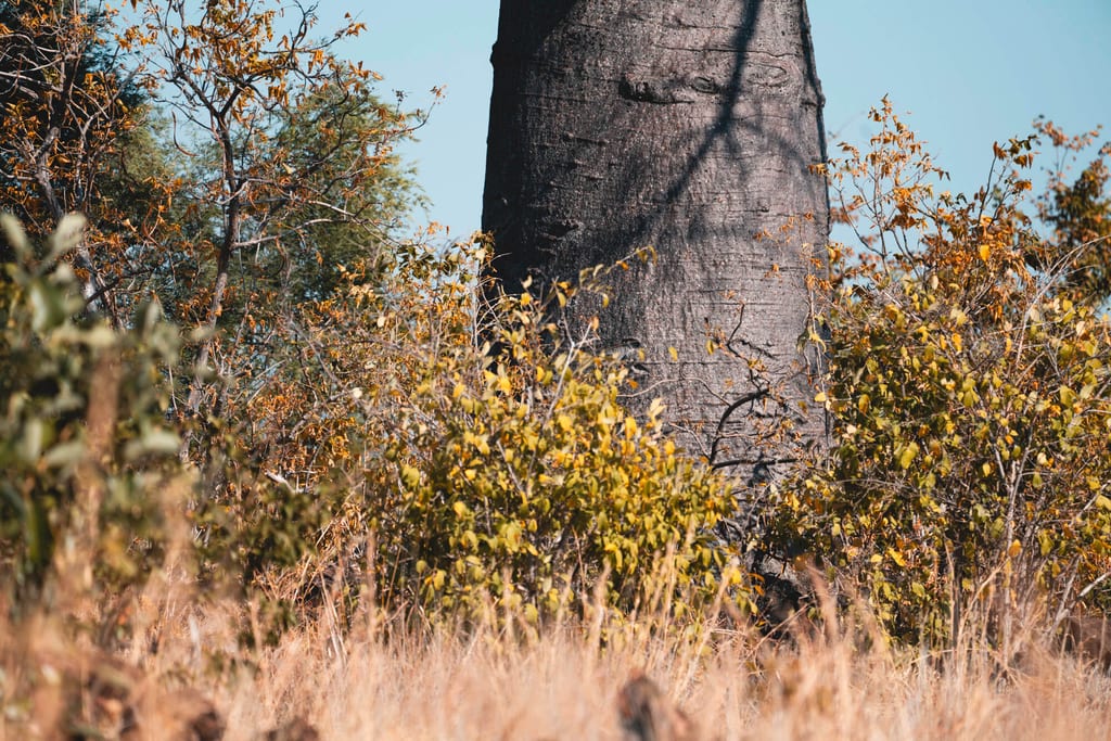 Massiver Baumstamm mit dichtem Gebüsch und trockenem Gras bei sonnigem Himmel.