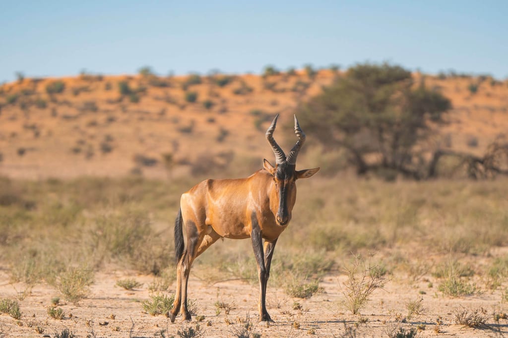Einzelne Antilope steht in sonniger, trockener Savannenlandschaft, frontale Ansicht.