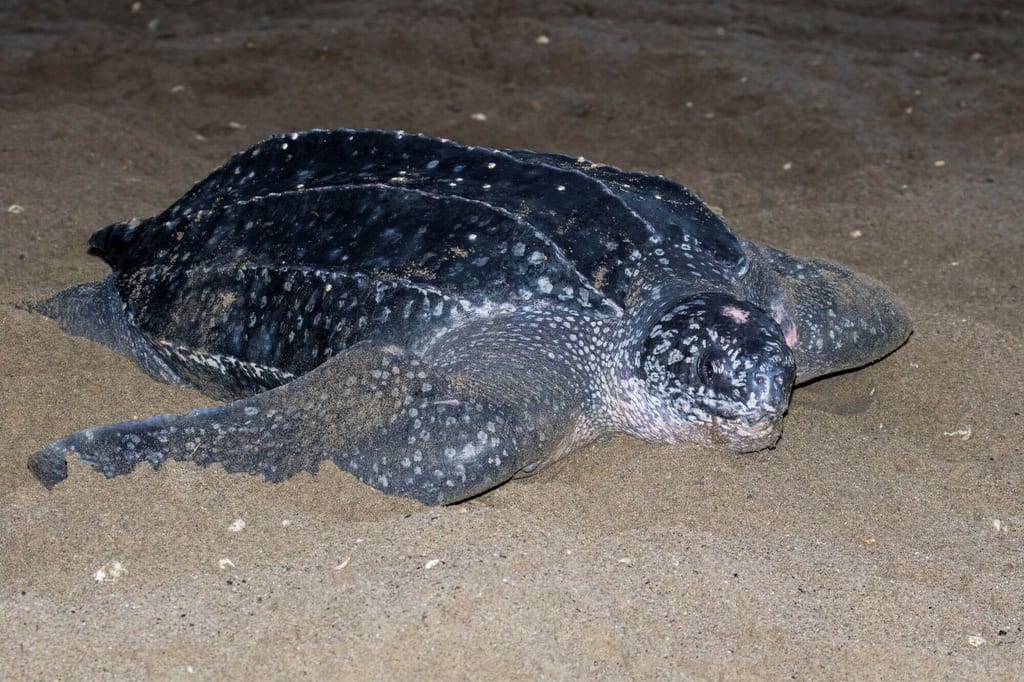 Lederschildkröte liegt bei Nacht auf sandigem Strand, Seitenansicht mit Blitzlicht