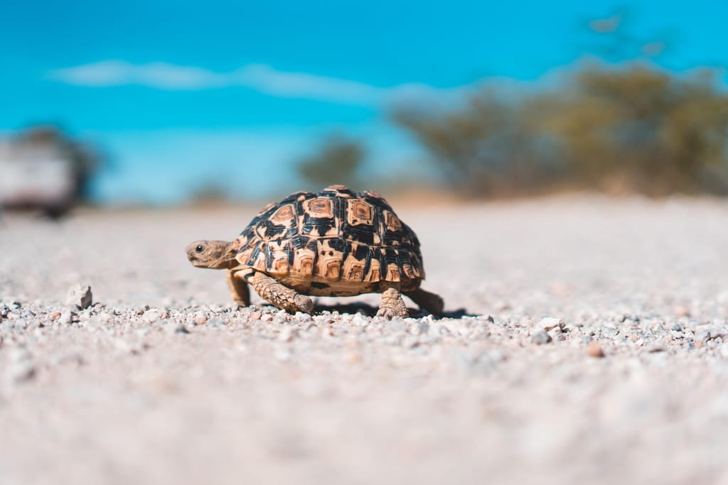 Schildkröte auf Kiesboden in trockener Landschaft, Low-angle Nahaufnahme bei hellem Tageslicht.