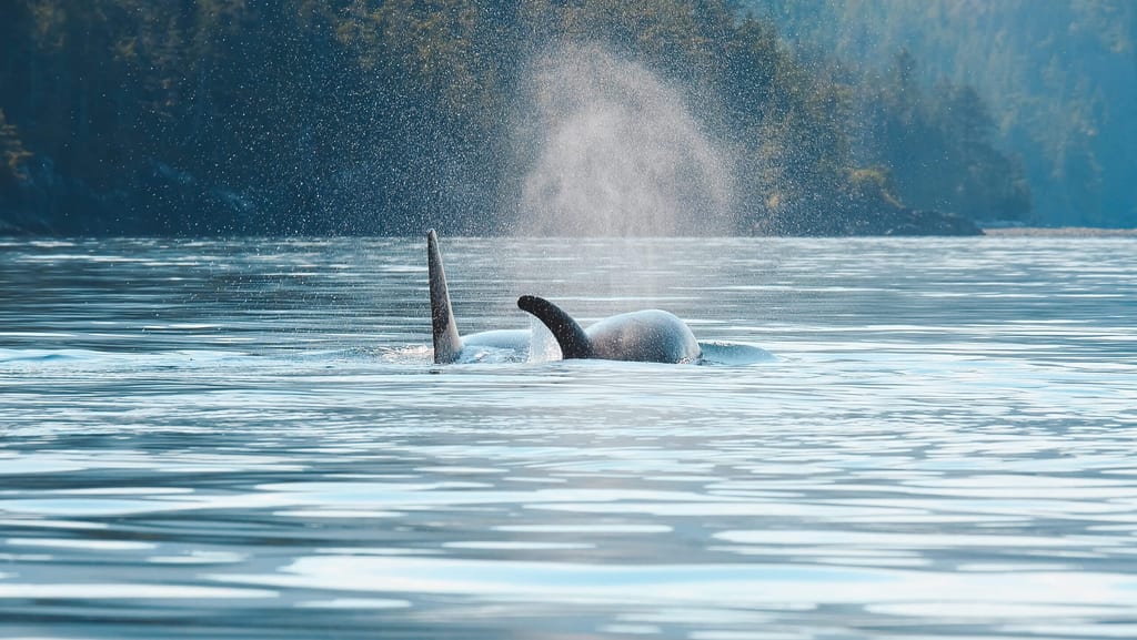 Orcas tauchen an der Wasseroberfläche auf