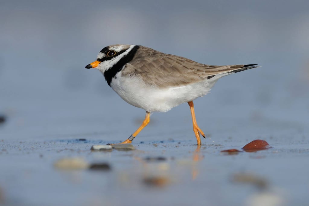 Sandregenpfeifer läuft am feuchten Sand, bodennahe Nahaufnahme mit reflektierendem Wasser