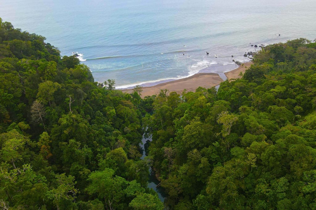 Luftaufnahme: dichter Regenwald mit Flussmündung zur sandigen Bucht an der Küste von Drake Bay, Costa Rica