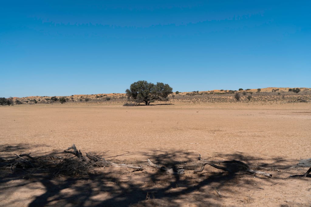 Trockene, sandige Ebene mit einem einzelnen Baum am Horizont und Schatten abgestorbener Äste im Vordergrund.