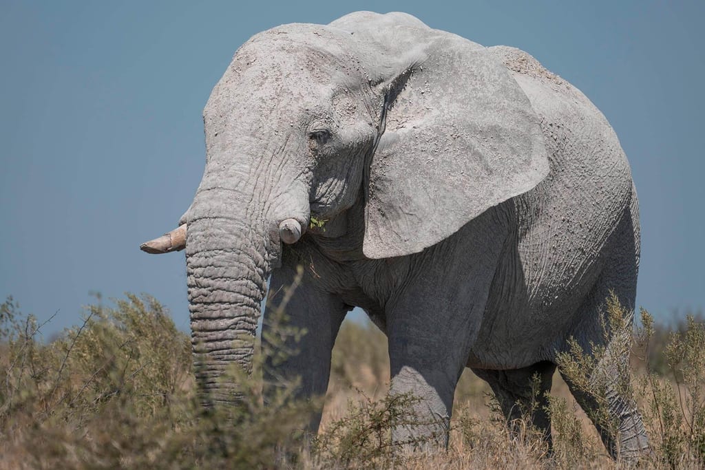 Ein Elefantenbulle im Etosha Nationalpark